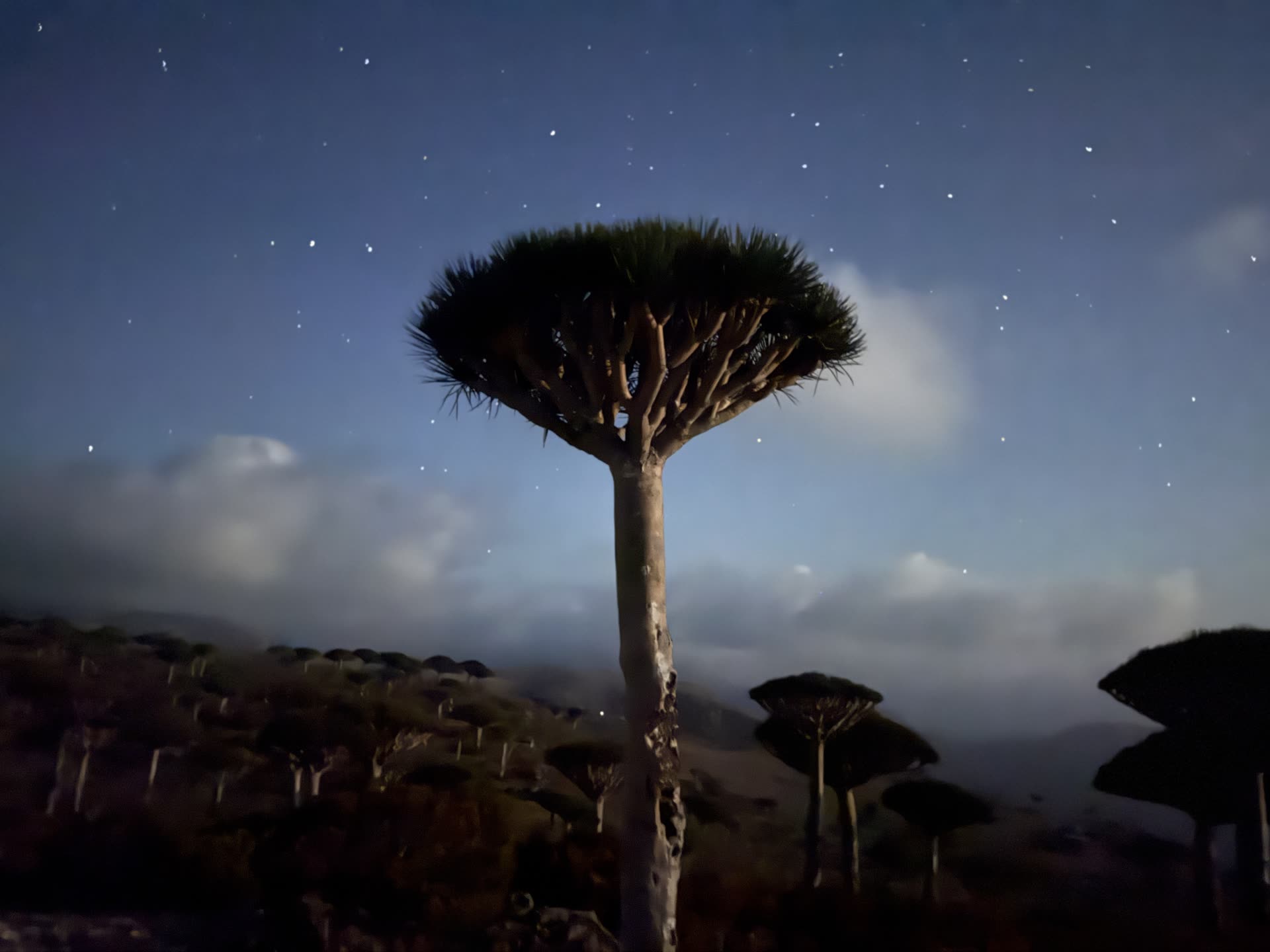 Dragon blood trees
