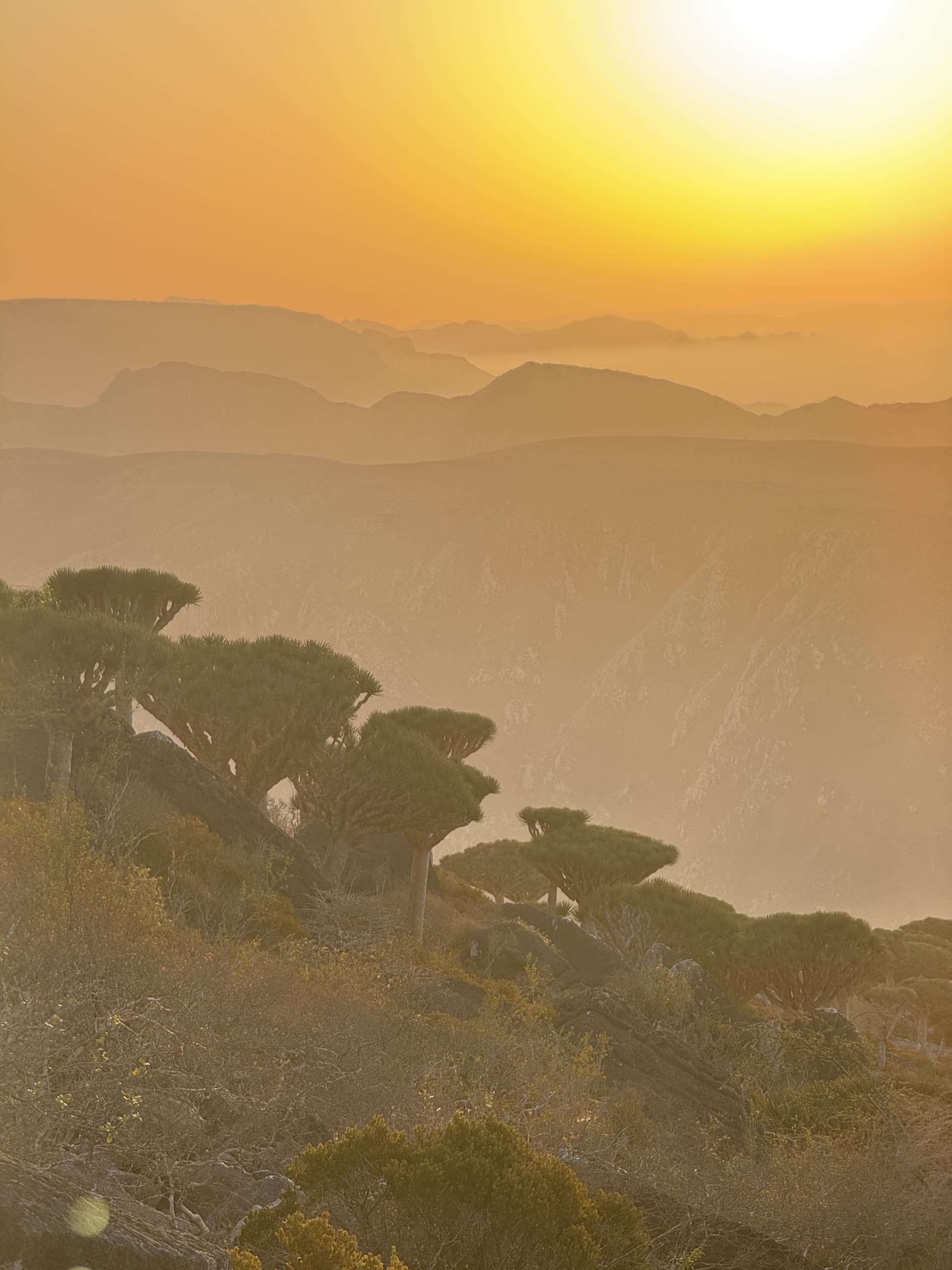 Dragon blood trees at sunset